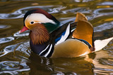 Male Mandarin Duck swimming in golden water