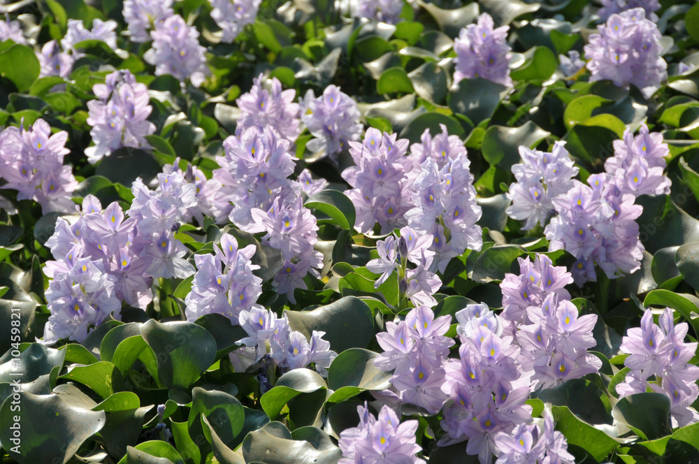 Water hyacinth