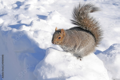 Sqirrel on a snow.