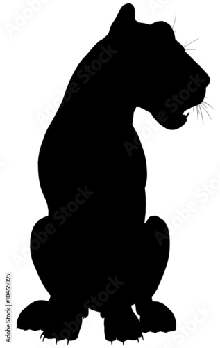Bild auf Leinwand Lioness101