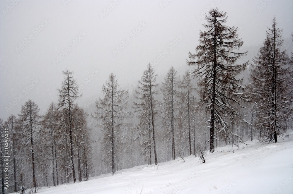 Winter forest with snowy trees Winter forest with snowy trees