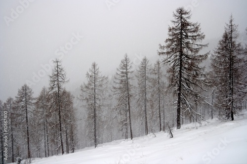 Winter forest with snowy trees © Gudellaphoto