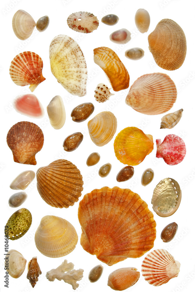 Tableau de coquillages Tableau de coquillages