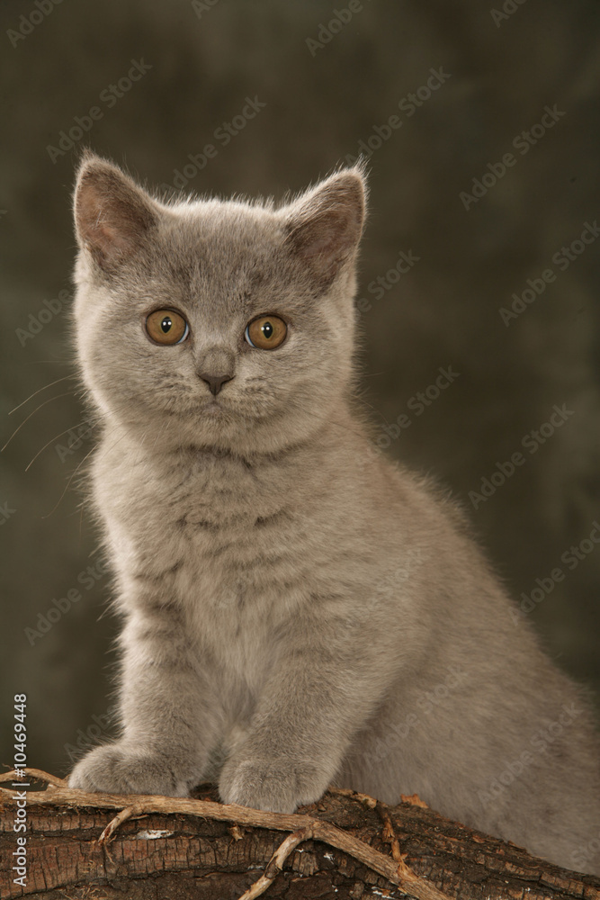 chaton british shorthair sur tronc d'arbre