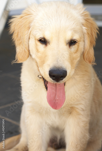 Small obedient golden retriever puppy sitting on the pavement © Olena Talberg