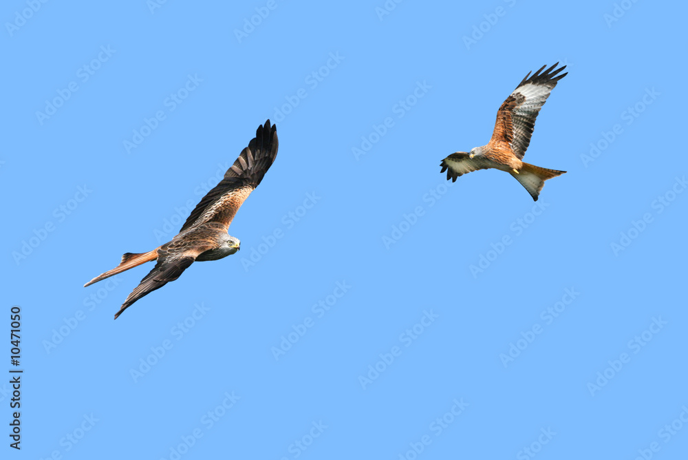 Obraz premium Red Kite Eagles