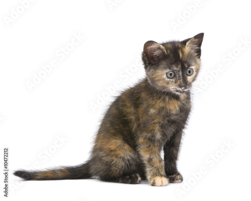 Tortoiseshell cat (2 months) in front of a white background