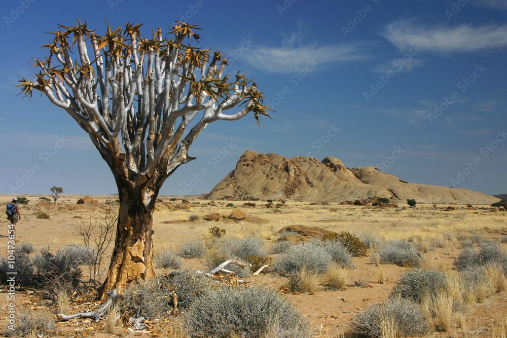 Arbre à carquois Namibie 3