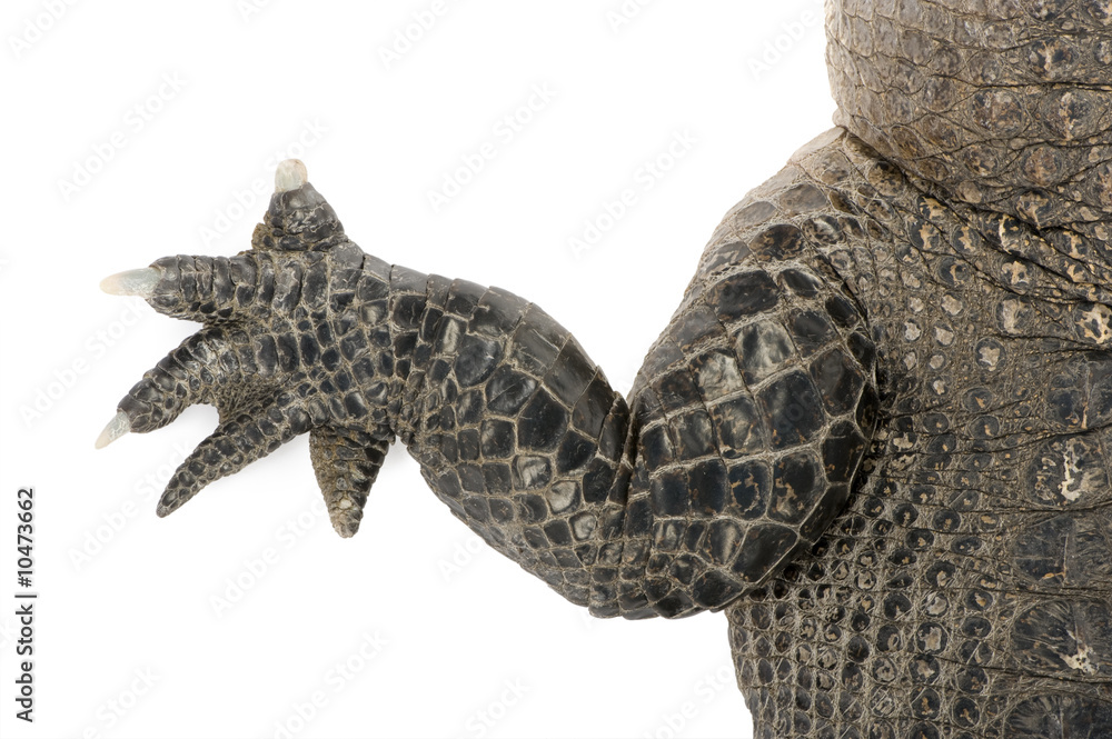 Fototapeta premium American Alligator (30 years) in front of a white background