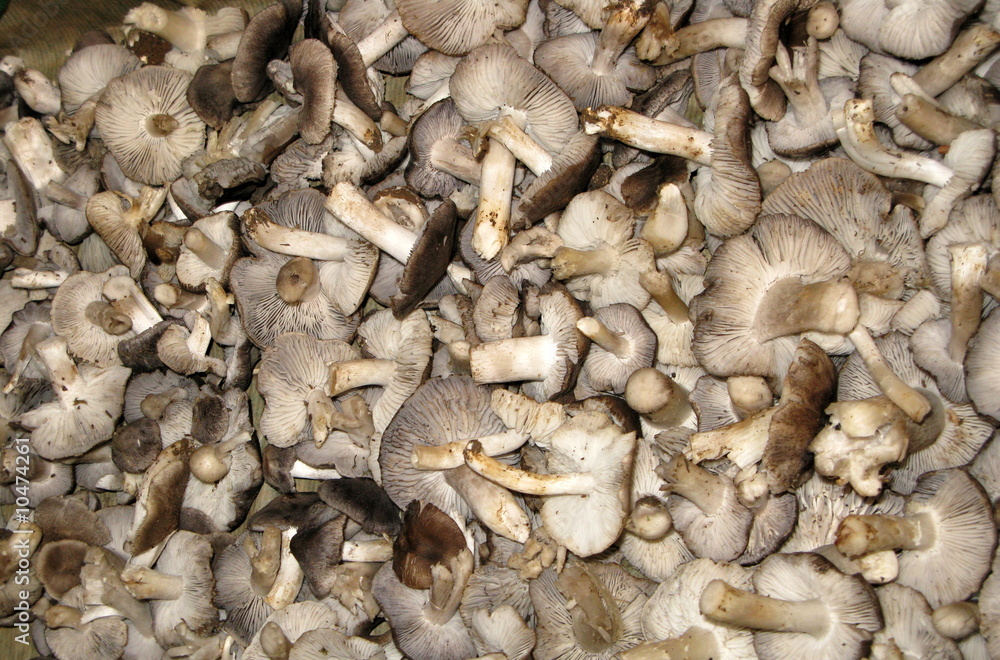 Champignons Champignons