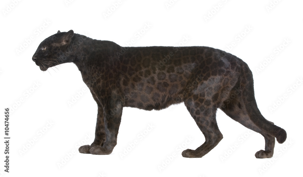Fototapeta premium Black Leopard (6 lat) na białym tle