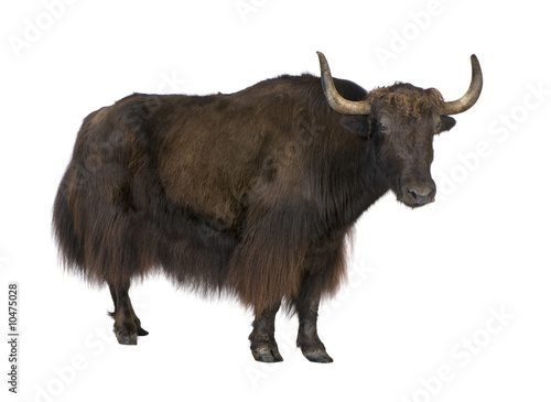 Yak in front of a white background photo