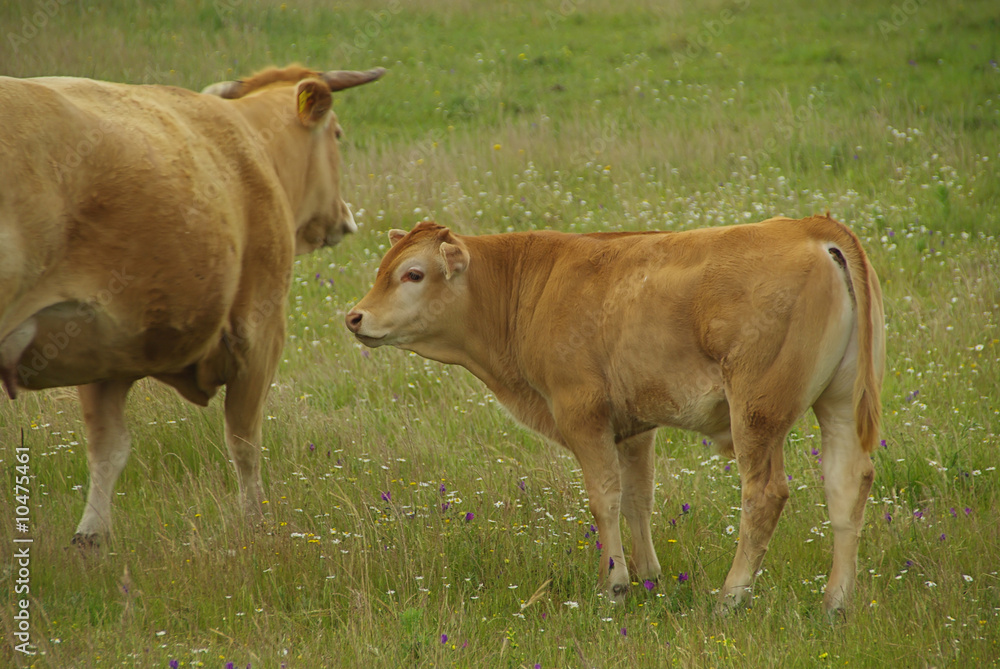 Rind - cow 23 Rind - cow 23