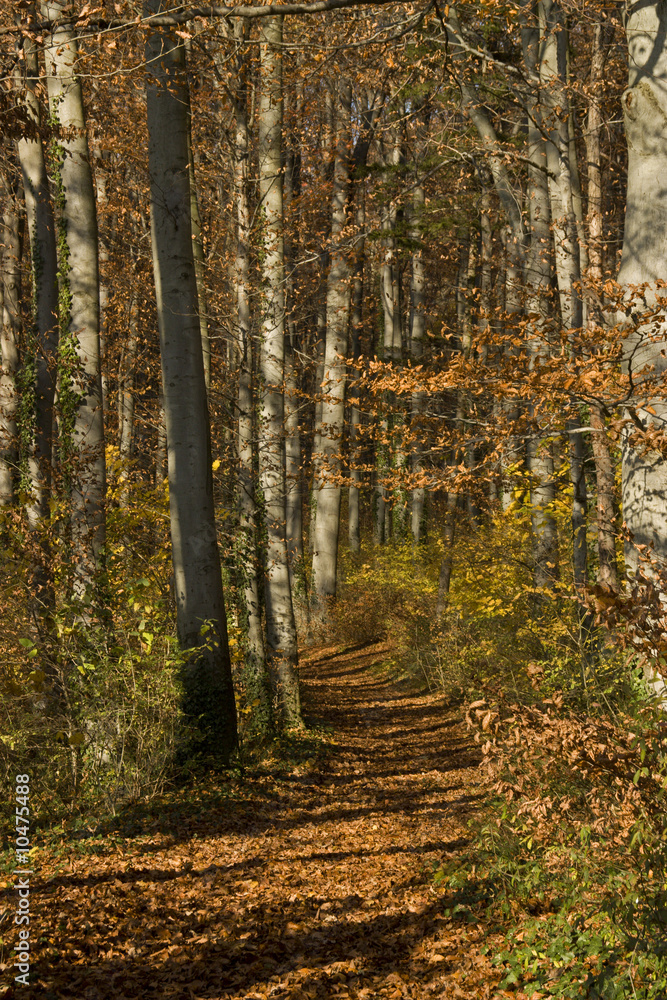 Obraz premium Chemin tapissé de feuilles mortes