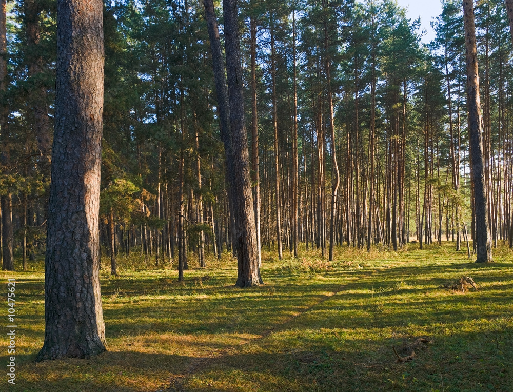 Obraz premium landscape with morning forest. autumn and pines