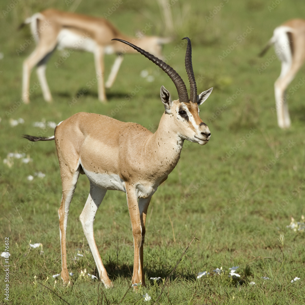 antelope antelope