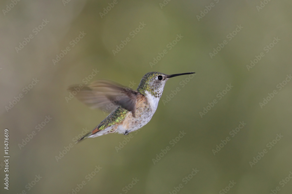 Fototapeta premium Rufous Hummingbird (Selasphorus rufus) in flight