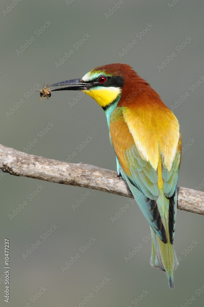 Obraz premium Bee-eater