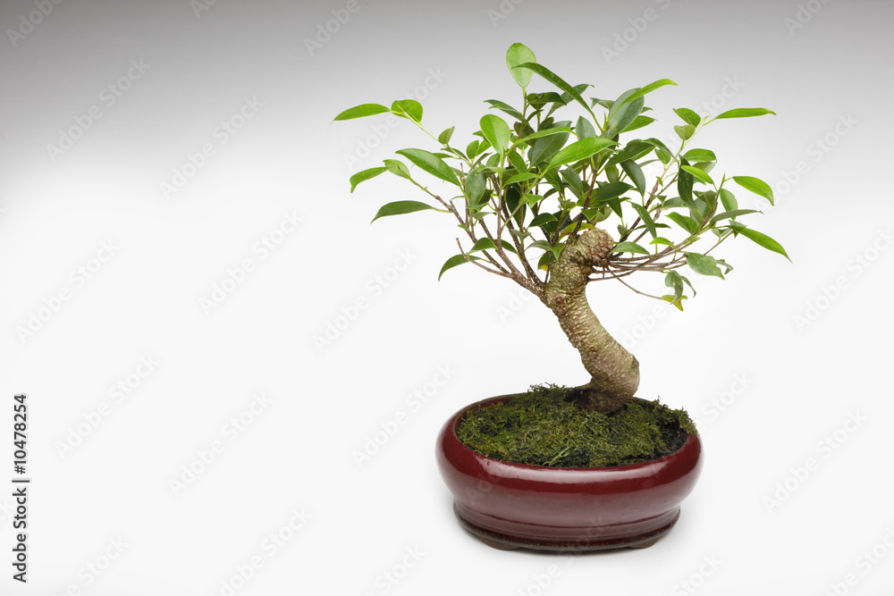 Bonsai tree in pot on white background Bonsai tree in pot on white background