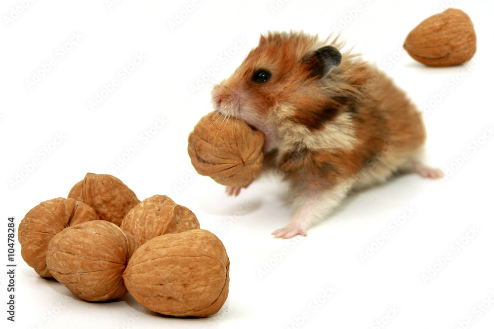 hamster and nuts hamster and nuts