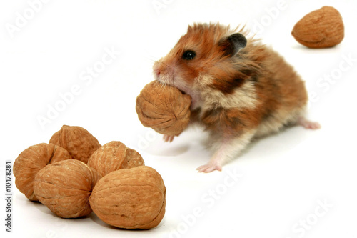 hamster and nuts