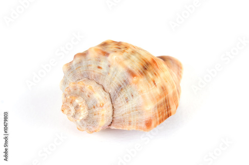Channeled whelk spiral shell isolated on white background
