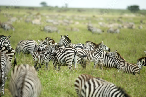 herd of zebras in the serengeti plain