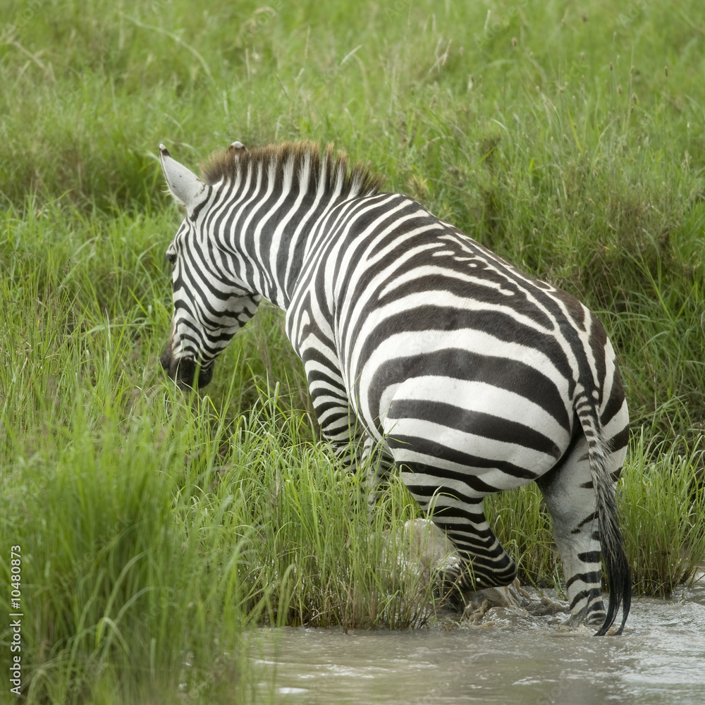 Zebra in the water Zebra in the water