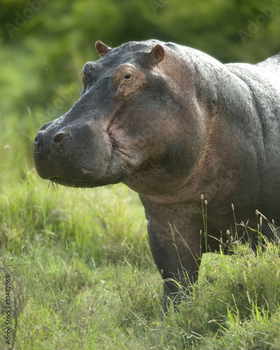 hippopotamus in the serengeti reserve