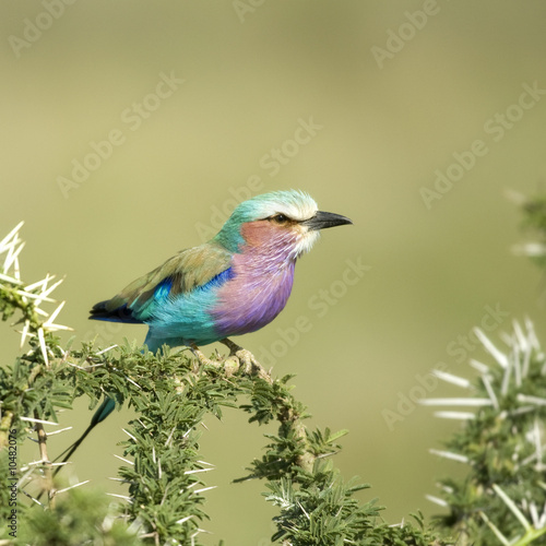 Lilac-breasted Roller in the serengeti, tanzania © Eric Isselée