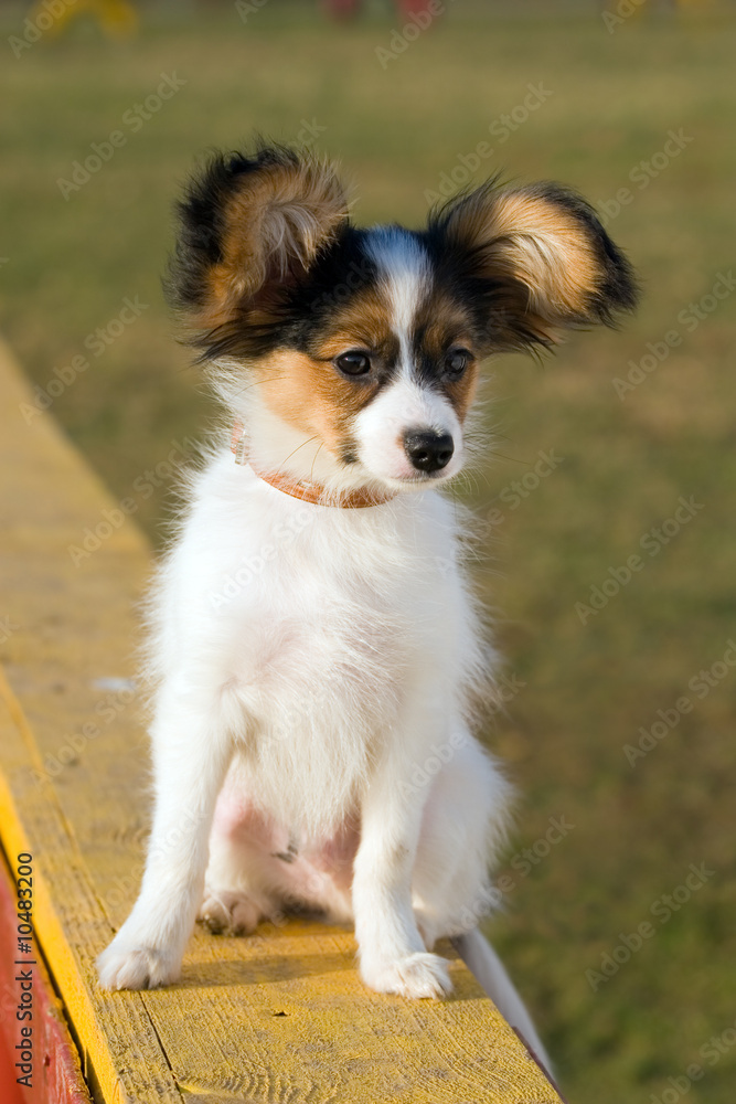 Portrait of the puppy of breed papillon. Portrait of the puppy of breed papillon.
