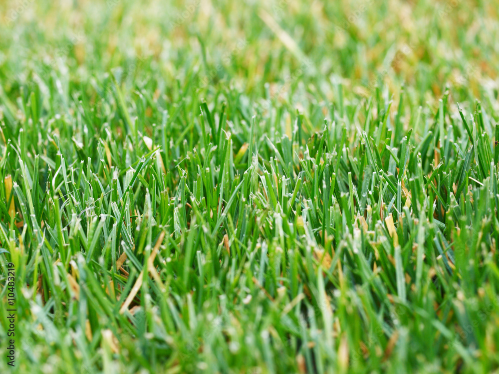 Close-up of green grass at field Close-up of green grass at field
