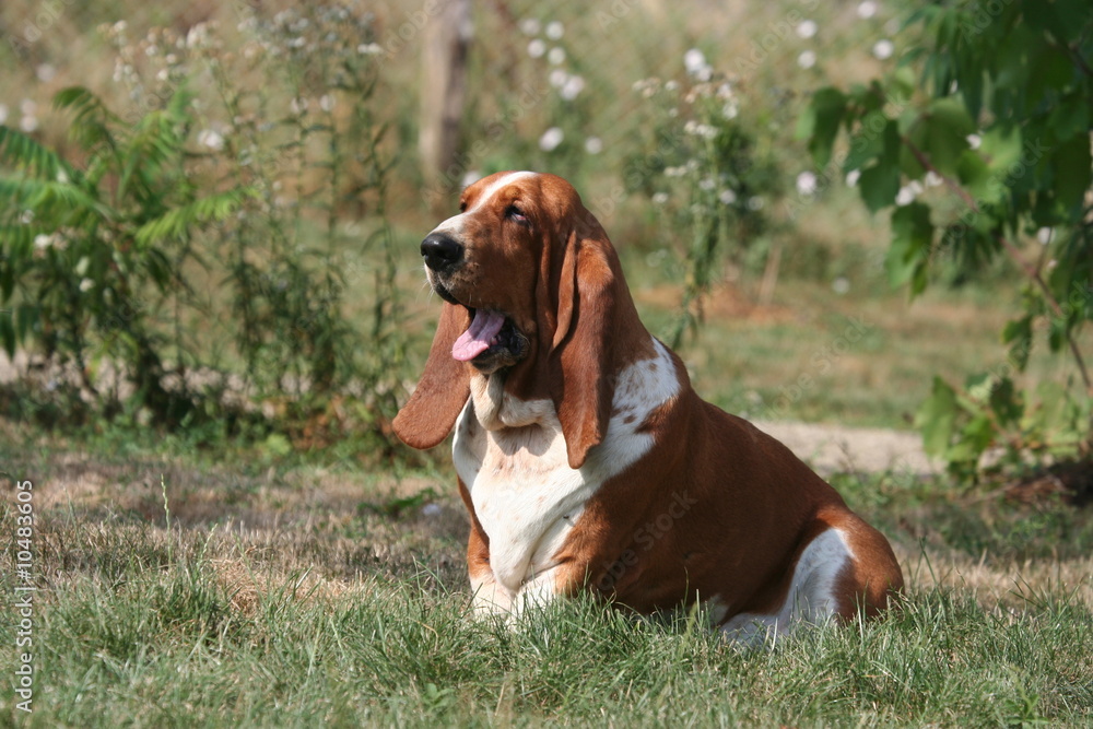 basset hound en plein baillement basset hound en plein baillement