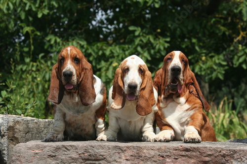 portrait d'un trio de basset hound