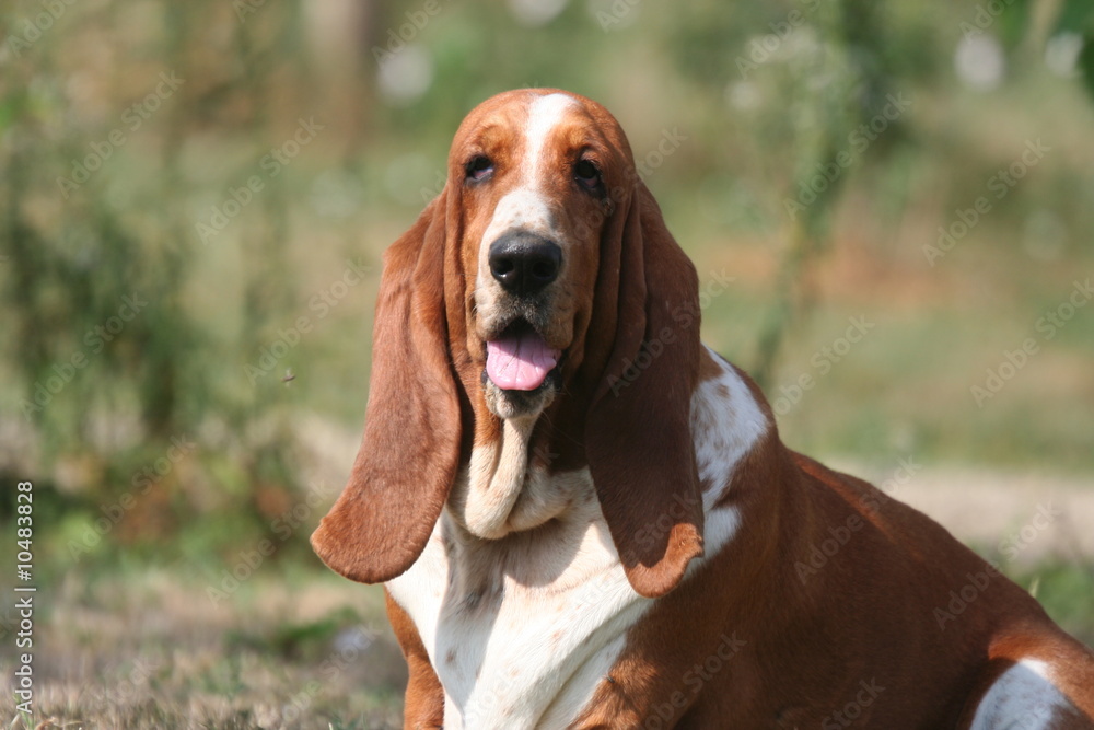 gros plan sur le gros basset hound gros plan sur le gros basset hound