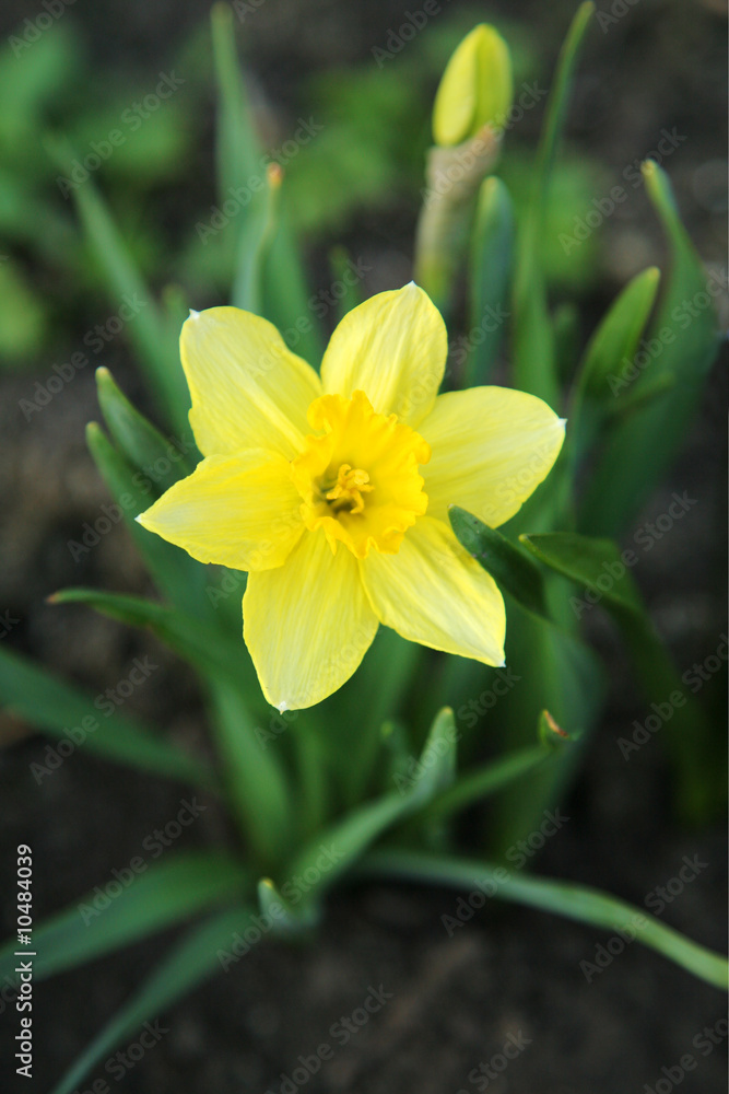 Fototapeta premium blossoming daffodil