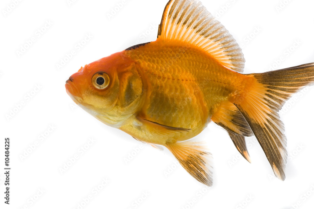 Fototapeta premium Goldfish