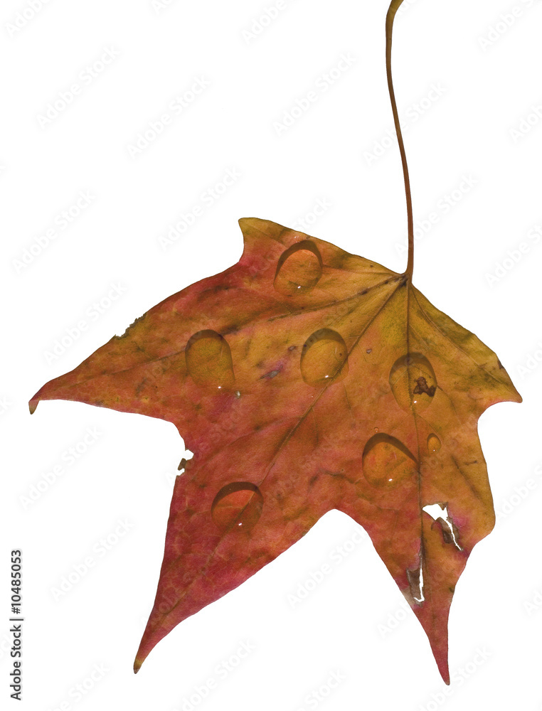 Naklejka premium fall leave with lots of rain droplets on top