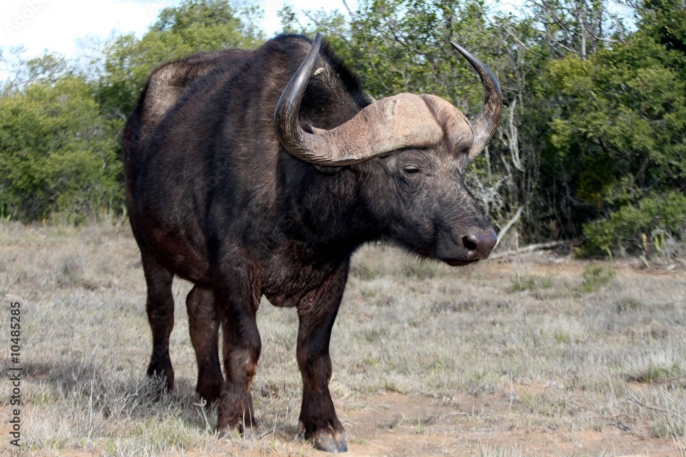 Buffalo with large curved horns watching the viewer Buffalo with large curved horns watching the viewer