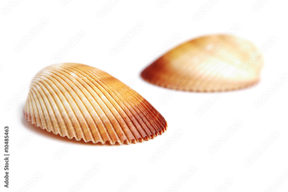 sea shell isolated on white background