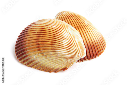 sea shell isolated on white background