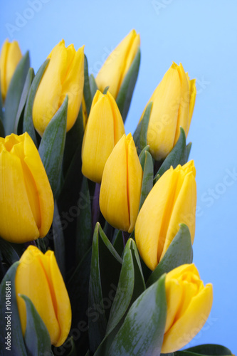 Close up on fresh backlit yellow tulips