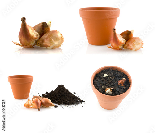 Fototapeta Naklejka Na Ścianę i Meble -  three tulips flower bulbs isolated