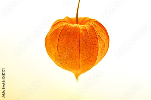 physalis on white photo