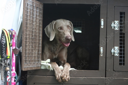 braque de wieimar dans sa cage de transport
