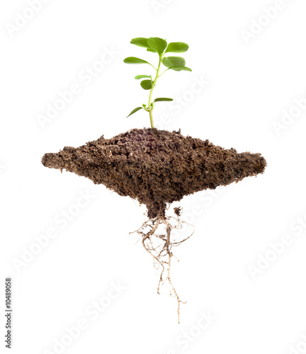 Floating piece of dirt with a growing plant