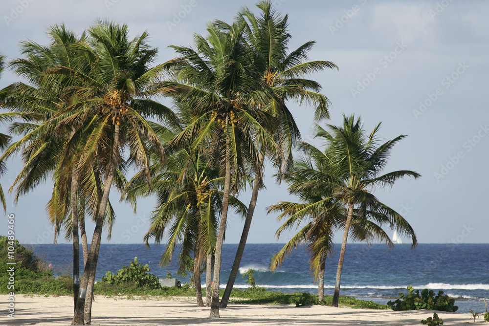 Fototapeta premium plage tropicale