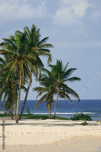 palmiers et cocotiers © bacalao