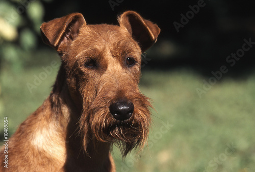 Portrait d'un Irish Terrier brun