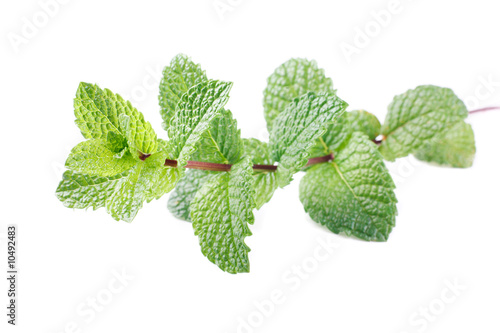 mint stem mentha spicata isolated on white photo